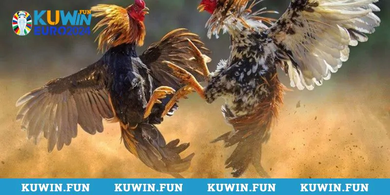 Cá cược đá gà tại Kuwin mang đến đa dạng kèo cược đỉnh cao