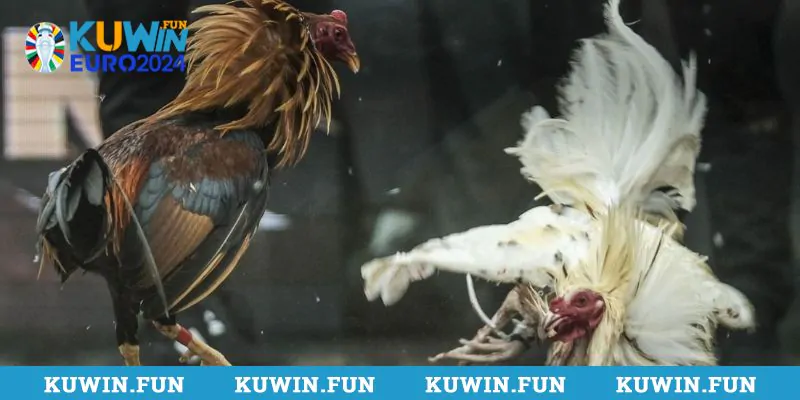 Đá gà Kuwin mang đến sự tiện lợi, đa dạng trong tham gia