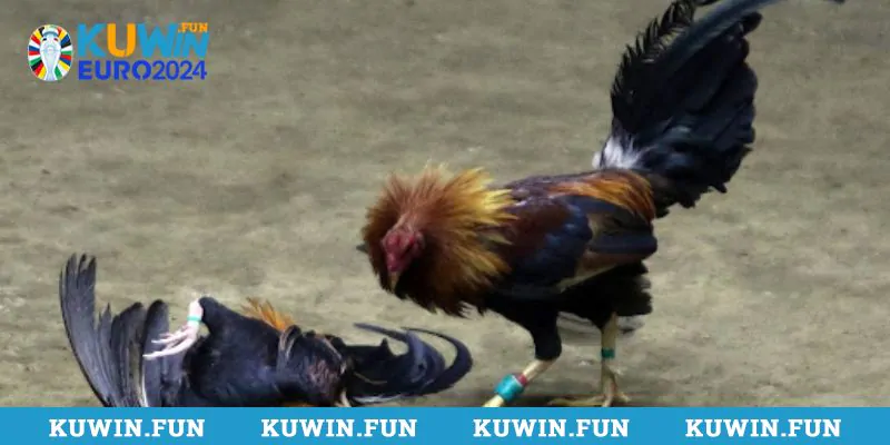 Khám phá sự hấp dẫn trong các trận thi đấu đá gà Philippines